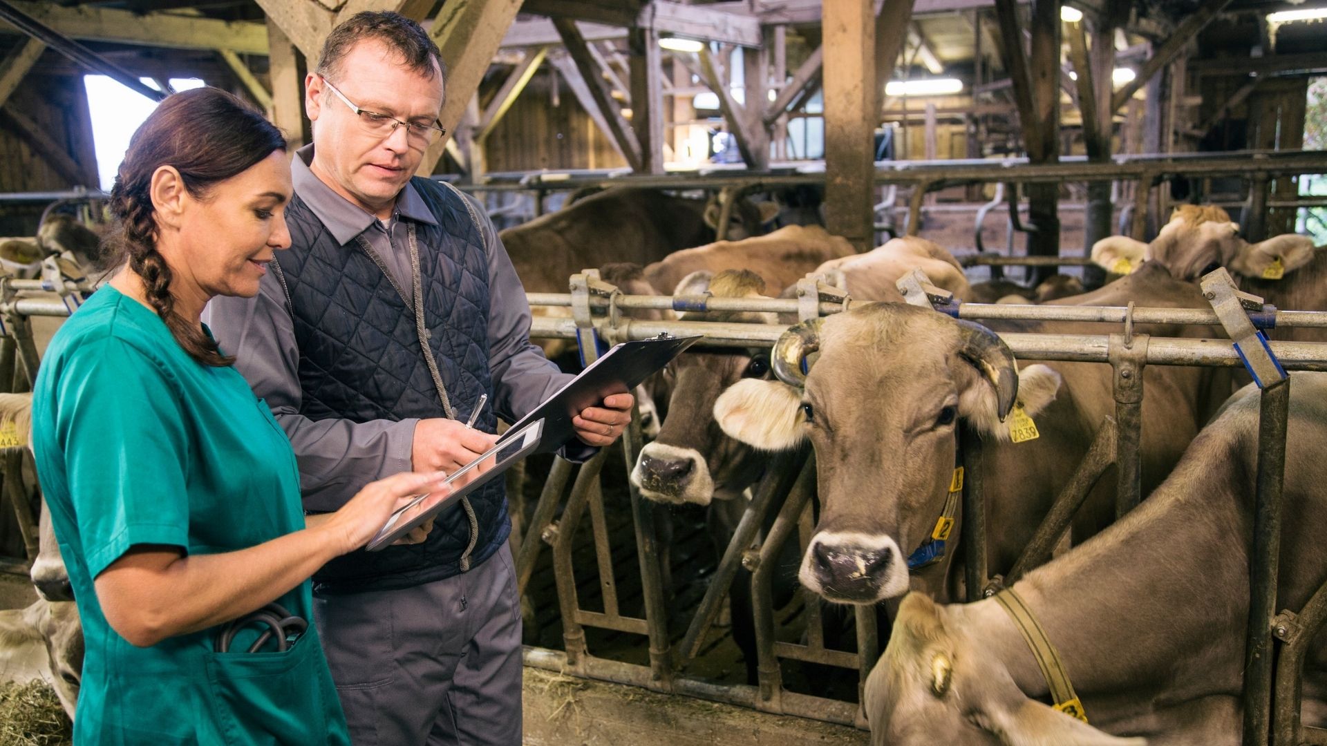 A female livestock veterinarian is showing a man information on a tablet next to cows in a barn.