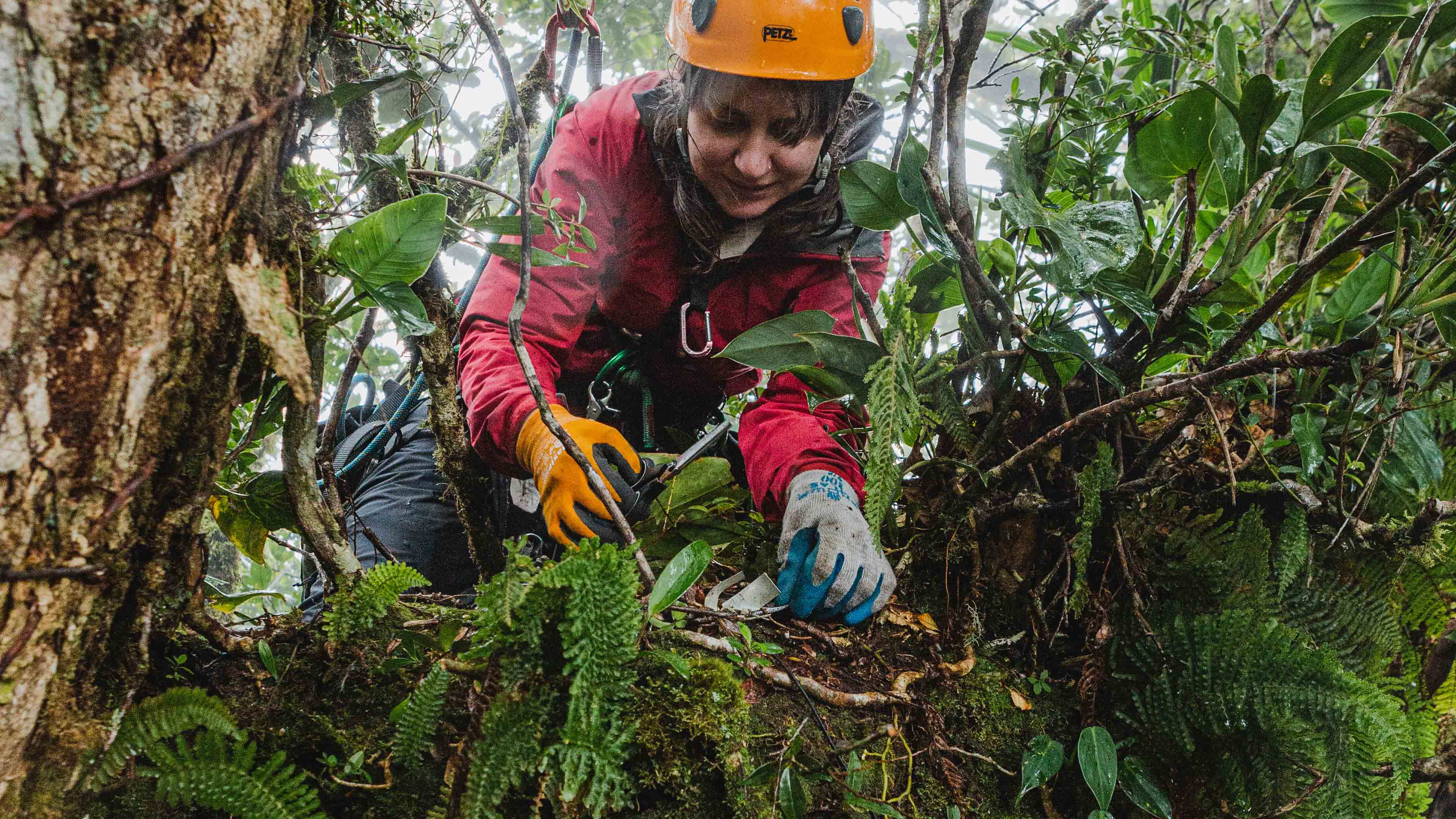 In the Treetops: USU Ecology Doctoral Student Studies Canopy Soil Abundance, Chemistry