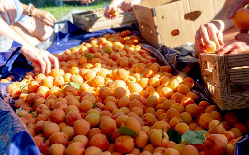 USU Gleaning Team prevents food waste, insecurity