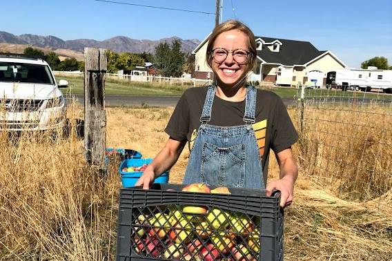 USU organizes project to glean unpicked fruit in Cache Valley