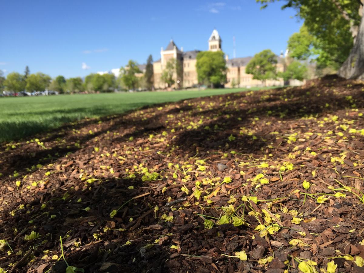 Utah State University Receives Funding to Expand Campus-wide Composting