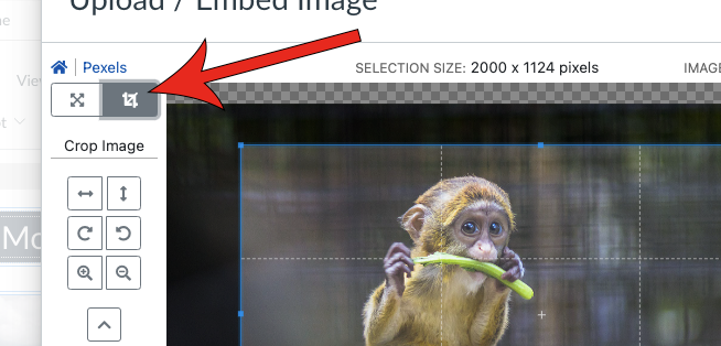 Arrow pointing at crop tab in editor.