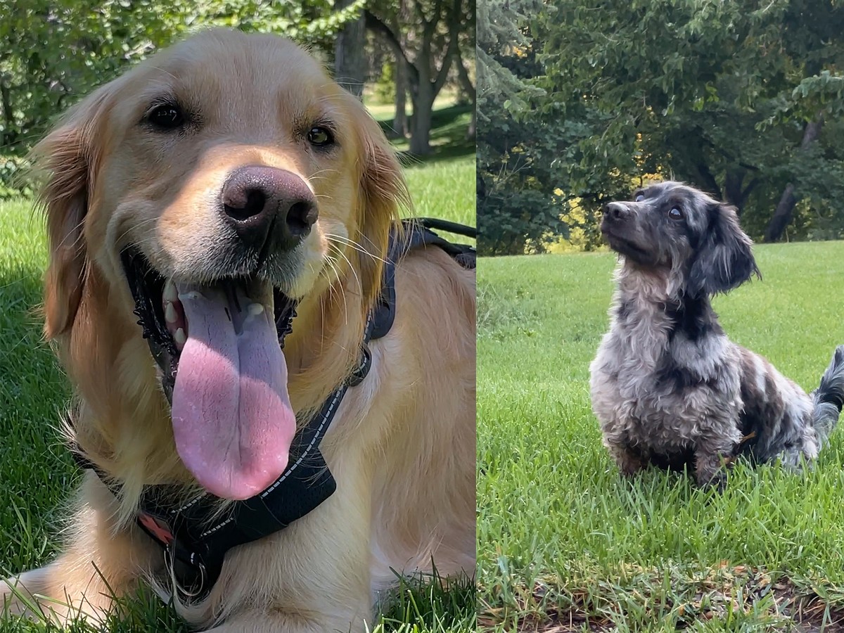 Dogs on Logan Campus during the summer months