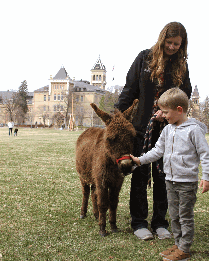 A child petting a miniature horse on the Quad at USU.
