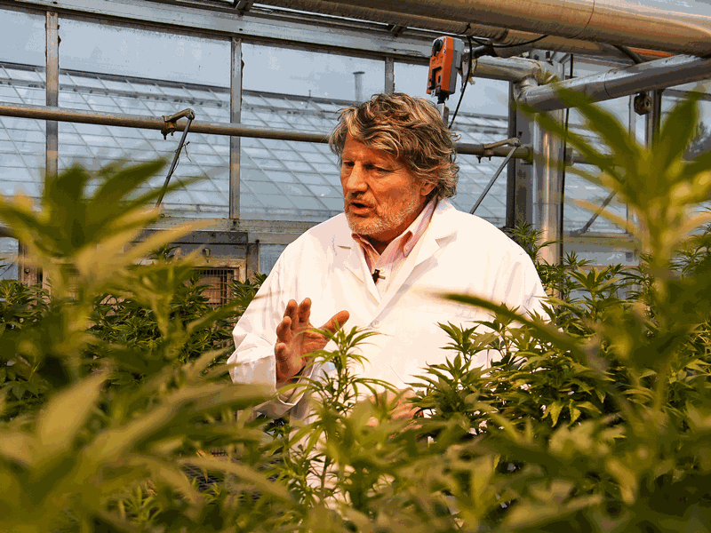 Professor Bruce Bugbee in a USU greenhouse overlooking hemp plants.