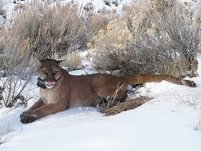 Mountain lion