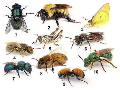 Insect collection