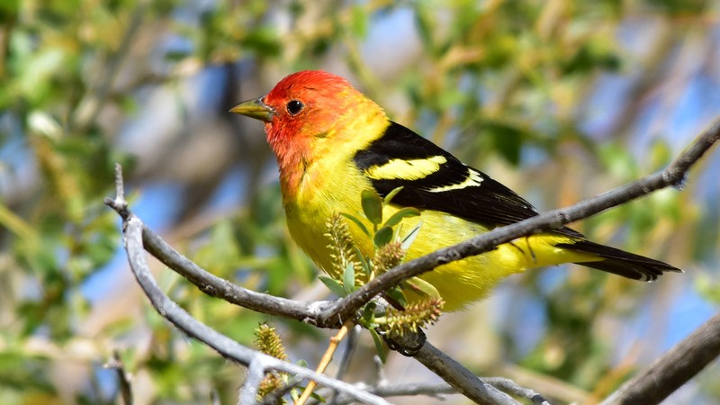 Male Western tanager.