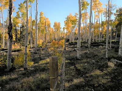Pando aspen clone