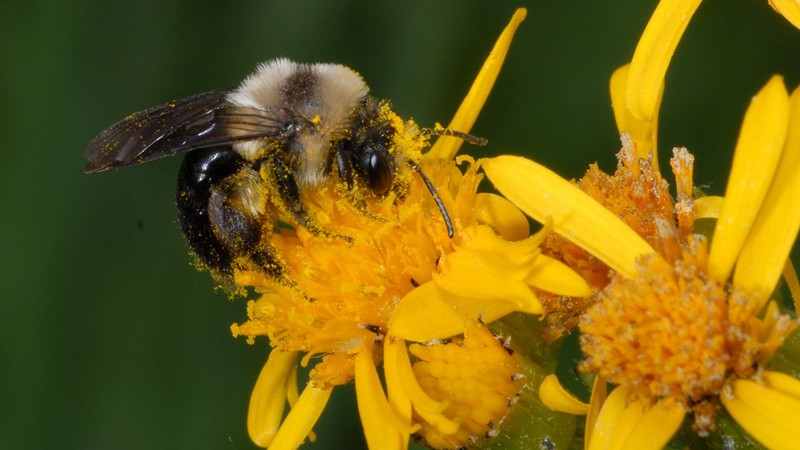 Bee on goldenrod
