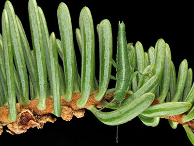 stick insect on fir tree