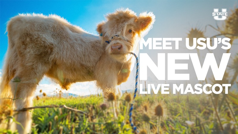 Image Reads: Meet USU's New Live Mascot