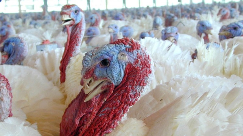 Dozens of turkeys at a farm.