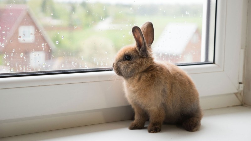 A bunny sits in a windowsill on a rainy day.