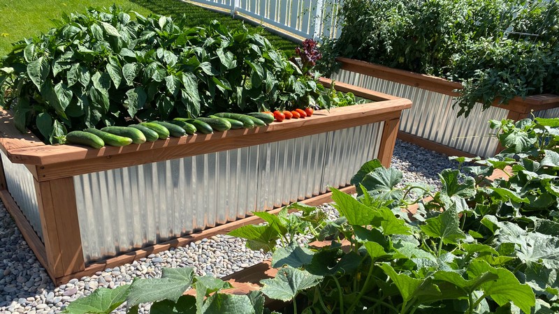 Vegetables grow in planter boxes in a garden.