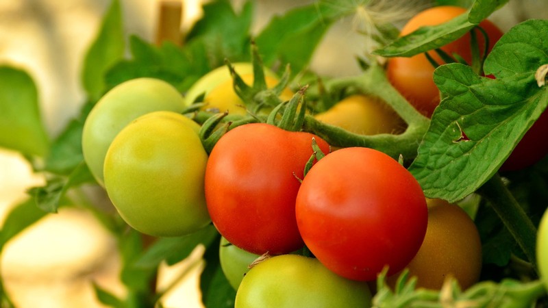 Red and green tomatoes grow on a vine.