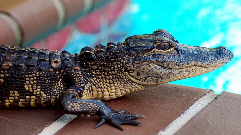 An alligator rests near the edge of a swimming pool.