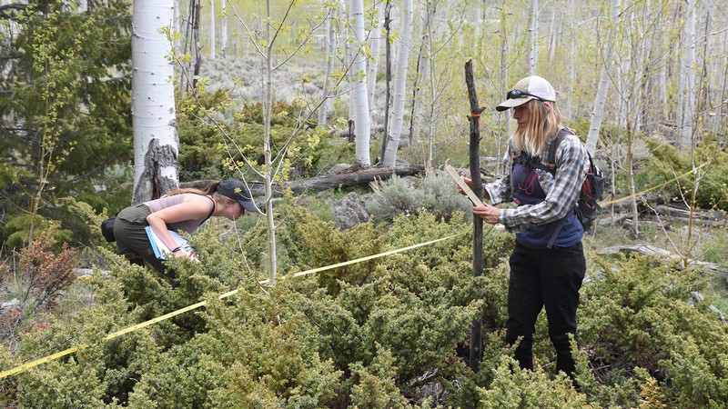 Researchers measure tree growth.