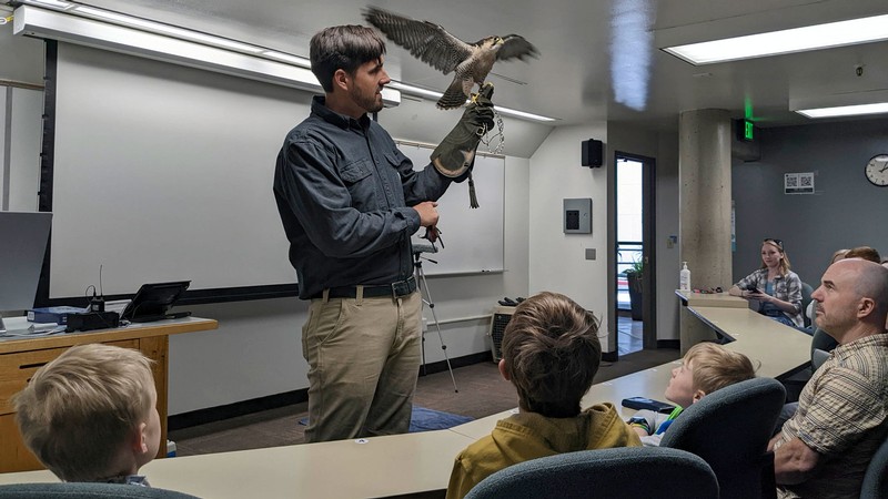 A bird of prey flaps its wings while perched on a bird trainer's hand in a USU classroom.