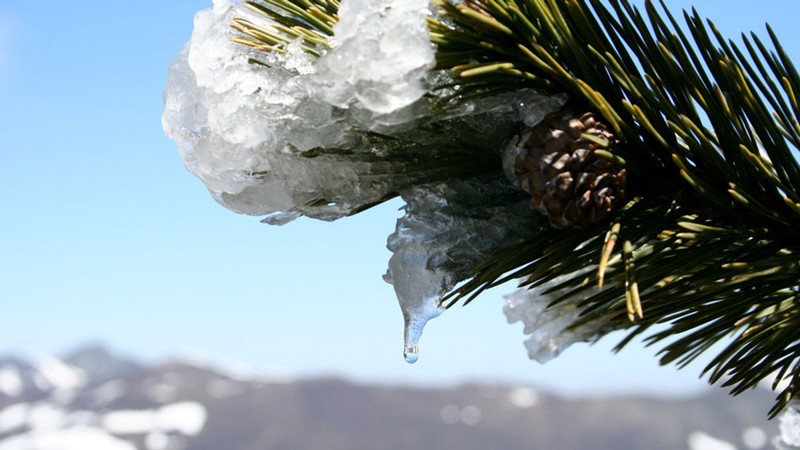 Snow melting off an evergreen tree.