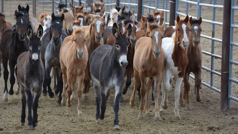 Several wild horses and burros running in a corral.