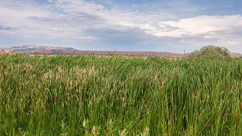 Riverbank plants are seen in front of low hills.
