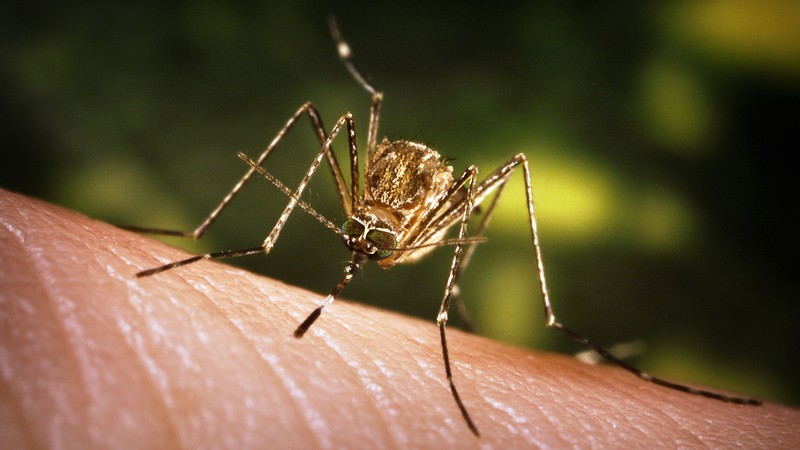 Mosquito.