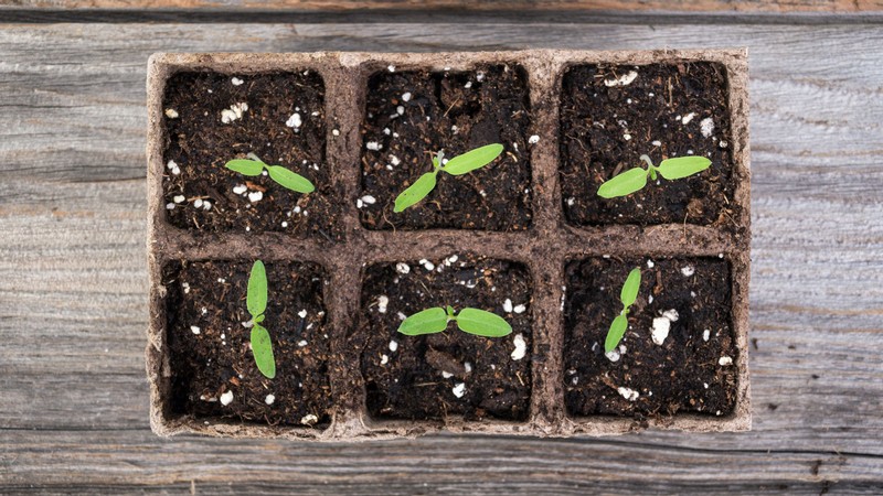 Plant sprouts in cardboard starter pots.