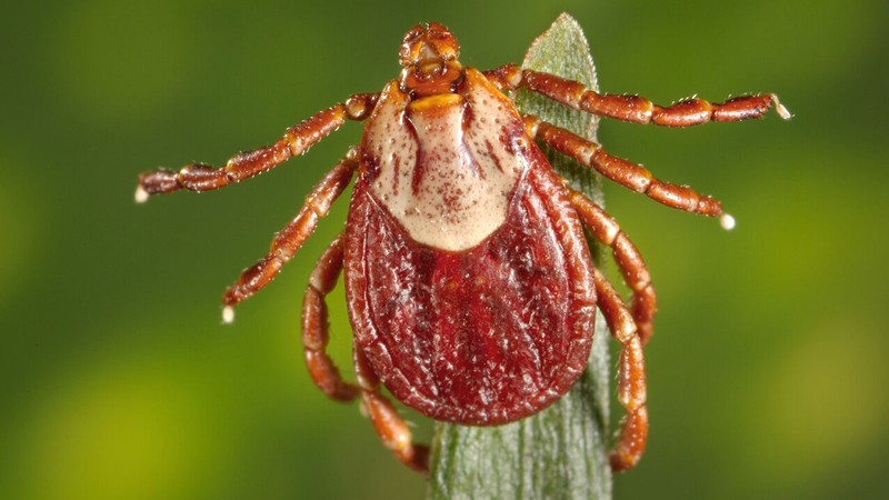 A tick.