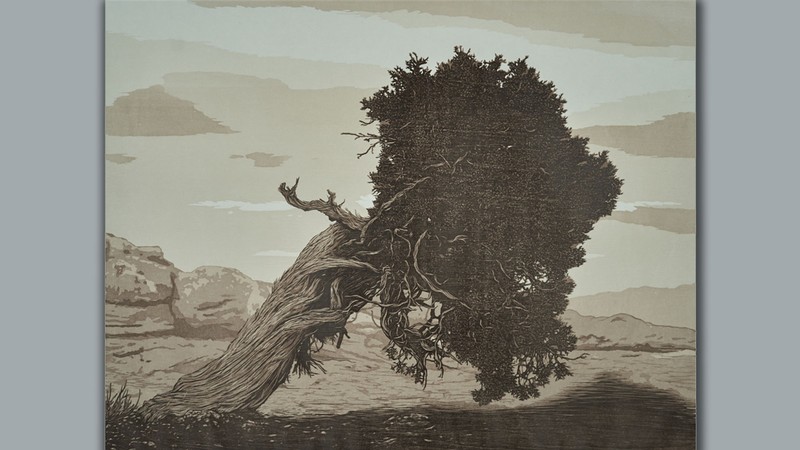 A woodcut image of a juniper tree.