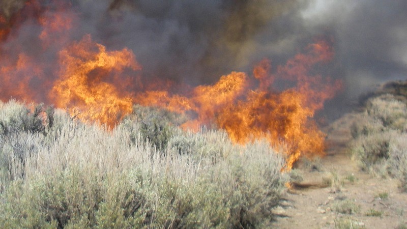 A wildfire burning in sagebrush.