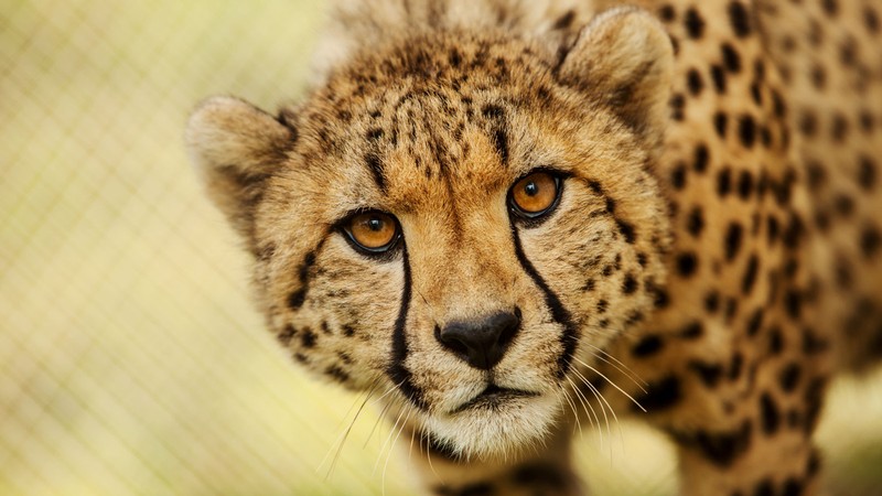 A cheetah.