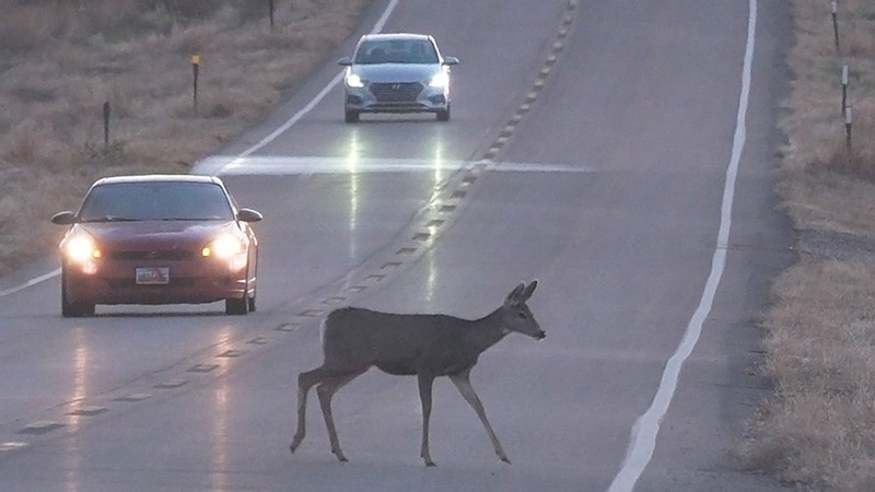 A deer crossing the road.