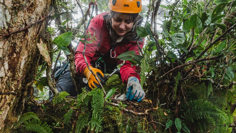 Jessica Murray climbing a tree.