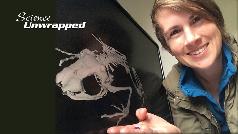 Molly Womack gesturing to a frog skeleton on a computer screen.