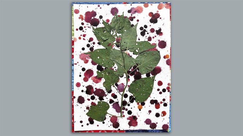 A nightshade plant pressed onto paper with red berry stains around it.