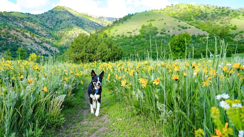 A dog in a meadow full of wildflowers.