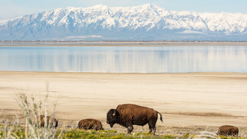 Bison grazing near a lake shore.