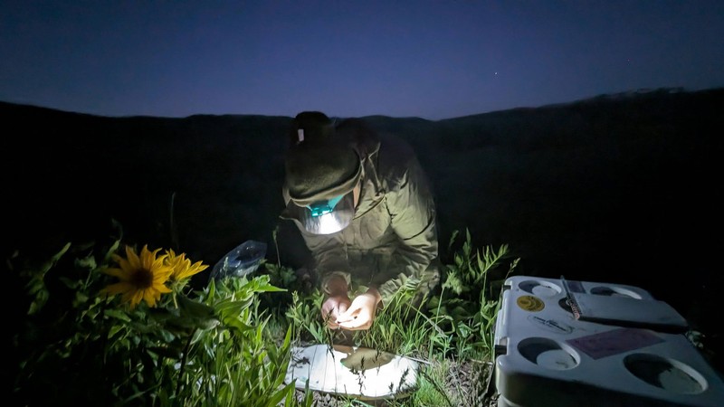 A researcher examining specimens outdoors at night with a headlamp.