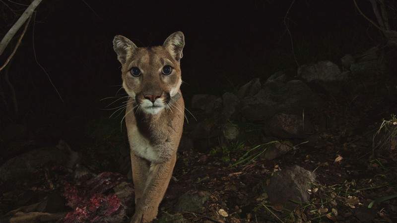 A mountain lion looking at a trail camera at night.
