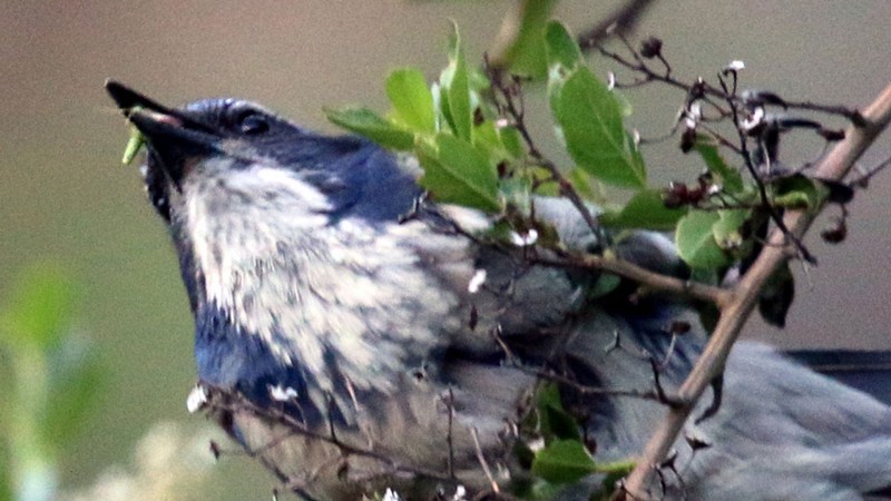 Bird eating an insect
