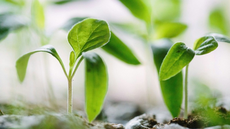 Plants sprouting from soil.