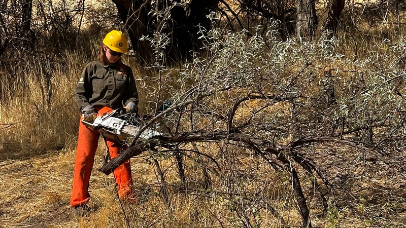 A worker using a chainsaw on a downed tree limb.