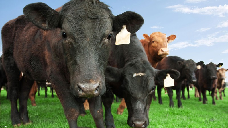 Cattle in a field.
