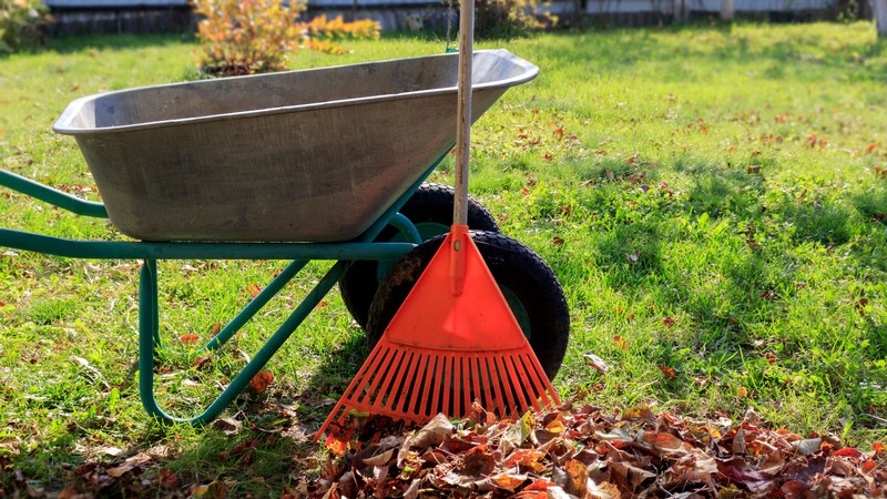 Raked leaves by a wheelbarrow.