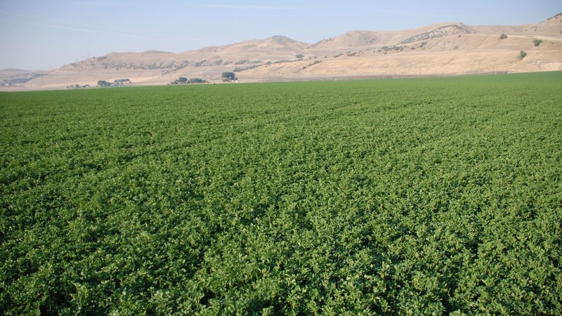 A crop field.