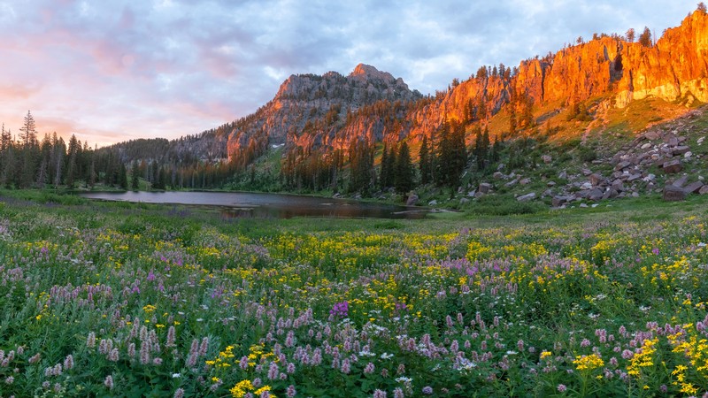 A mountain meadow landscape.