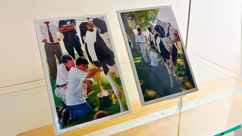 A display shelf holding two photographs of a boy milking a cow.