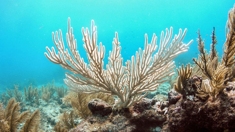 Underwater coral.