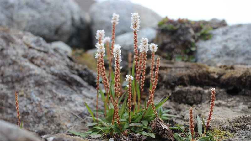 A flower growing out of rocky ground.